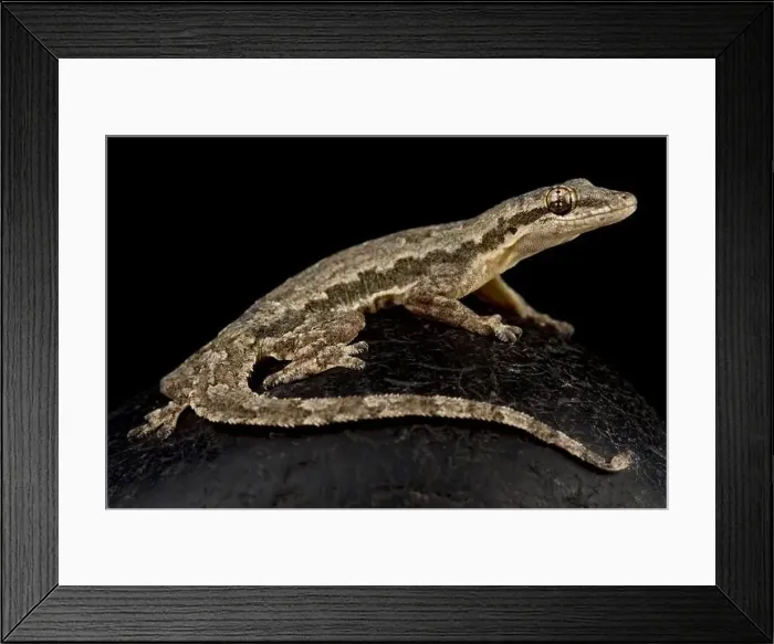 Framed Print : Flat-tailed house gecko (Hemidactylus platyurus)