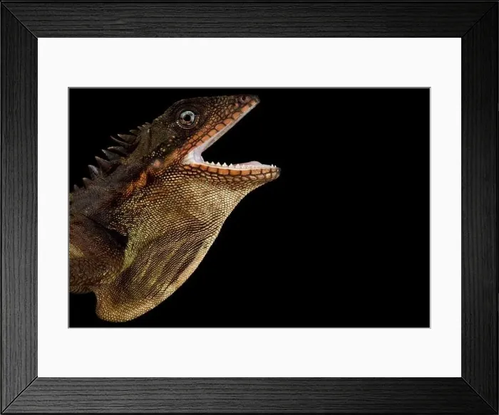 Framed Print : Robinson's forest dragon (???????????? ??????????) Framed Print : Robinson's forest dragon (???????????? ??????????)