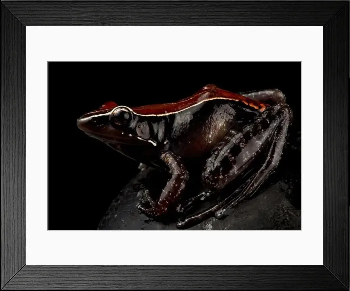 Framed Print : Mahogany frog (Hylarana luctuosa) Framed Print : Mahogany frog (Hylarana luctuosa)