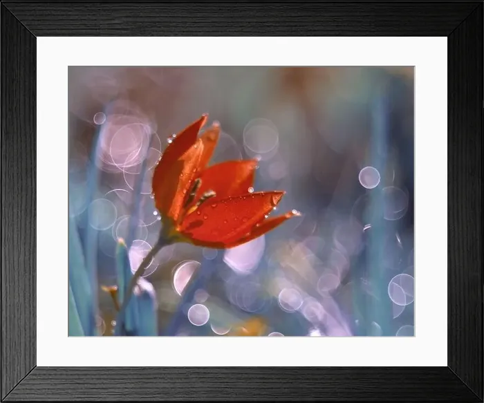 Framed Print : Macro flower, red tulip on a blur light background Framed Print : Macro flower, red tulip on a blur light background