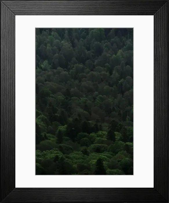 Framed Print : Beautiful screensaver of coniferous and deciduous forests in Caucasus mountains Framed Print : Beautiful screensaver of coniferous and deciduous forests in Caucasus mountains