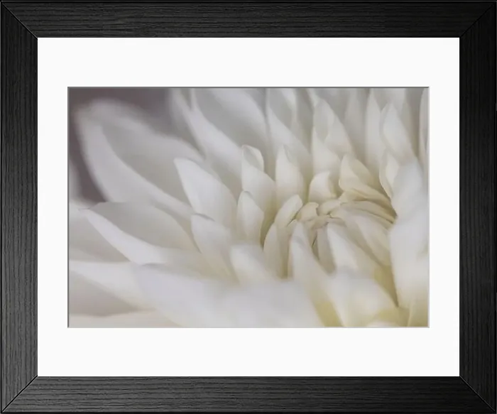 Framed Print : White and cream Coloured Dahlia, detailed petal shots with Macro close up detail of the flower centre Framed Print : White and cream Coloured Dahlia, detailed petal shots with Macro close up detail of the flower centre