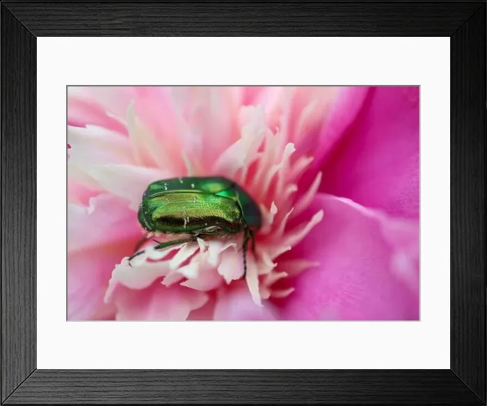 Framed Print : Green beetle Cetonia Aurata on pink peony in the garden Framed Print : Green beetle Cetonia Aurata on pink peony in the garden