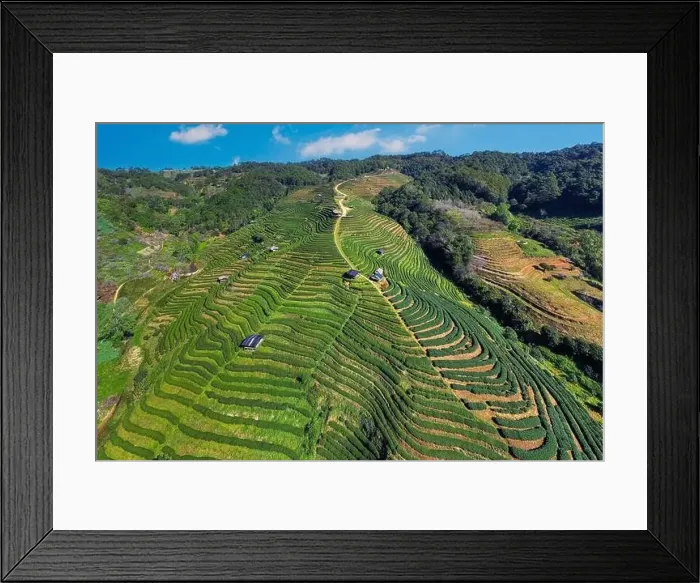 Framed Print : Aerial view of tea plantation in Chiang mai, Thailand Framed Print : Aerial view of tea plantation in Chiang mai, Thailand