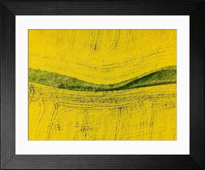 Framed Print : Blooming yellow rapeseed field with evening light. Aerial view with field textures Framed Print : Blooming yellow rapeseed field with evening light. Aerial view with field textures
