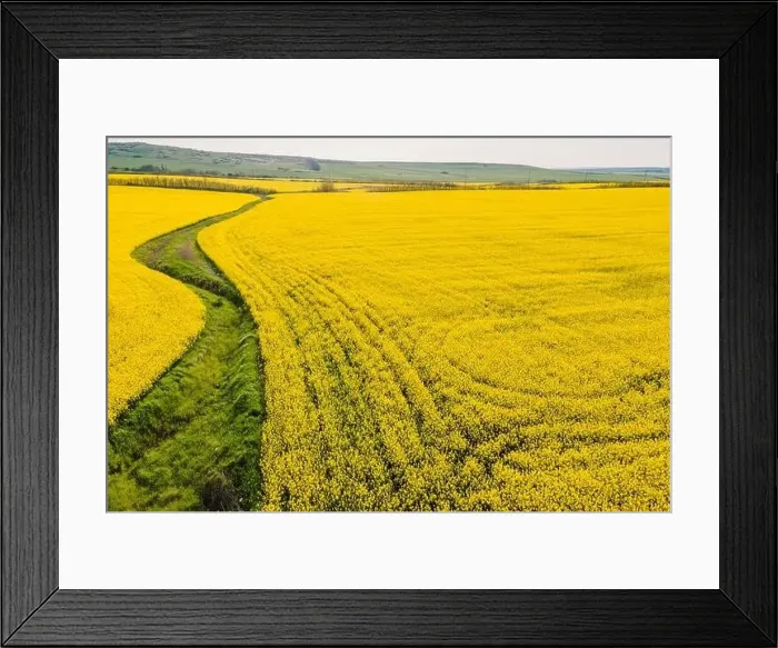 Framed Print : Blooming yellow rapeseed field with evening light. Aerial view with field textures Framed Print : Blooming yellow rapeseed field with evening light. Aerial view with field textures
