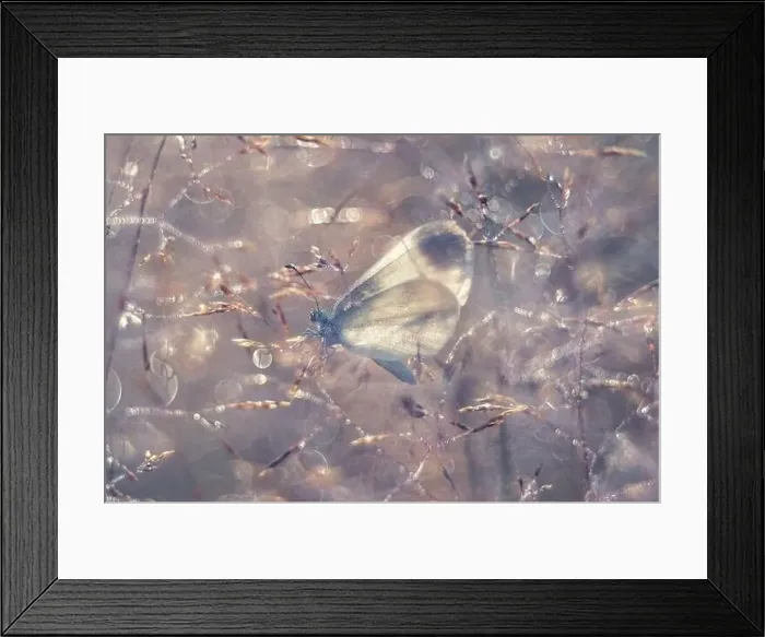 Framed Print : Macro butterfly Leptidea sinapis in the grass Framed Print : Macro butterfly Leptidea sinapis in the grass