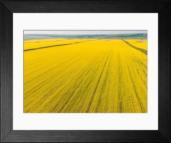Framed Print : Blooming rapeseed field with evening light. Aerial view with yellow field textures