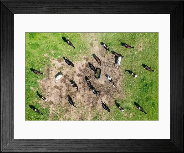 Framed Print : Aerial view of herd of cows by the water Framed Print : Aerial view of herd of cows by the water
