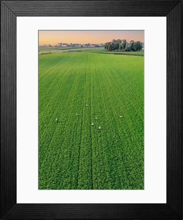 Framed Print : Herd of storks seeking for food on green field, lit by warm setting sun aerial landscape Framed Print : Herd of storks seeking for food on green field, lit by warm setting sun aerial landscape