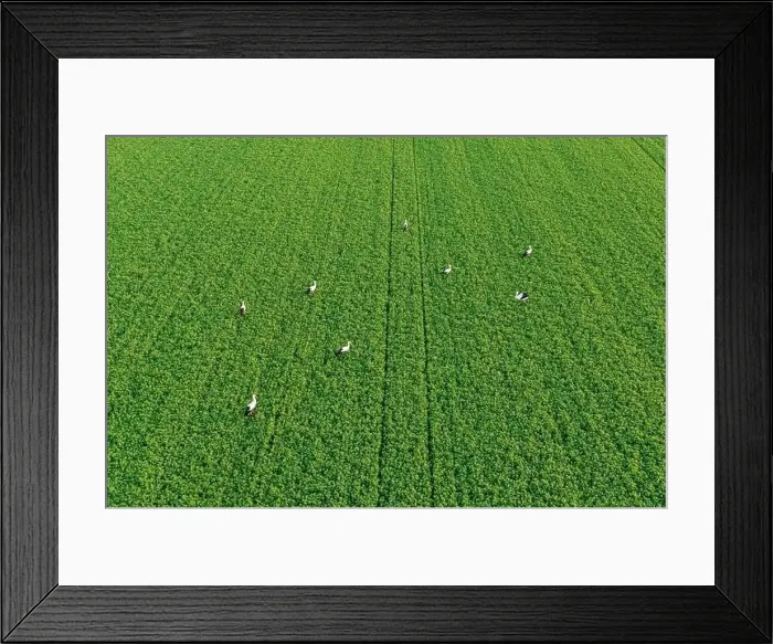 Framed Print : Herd of storks seeking for food on green field, lit by warm setting sun aerial landscape Framed Print : Herd of storks seeking for food on green field, lit by warm setting sun aerial landscape