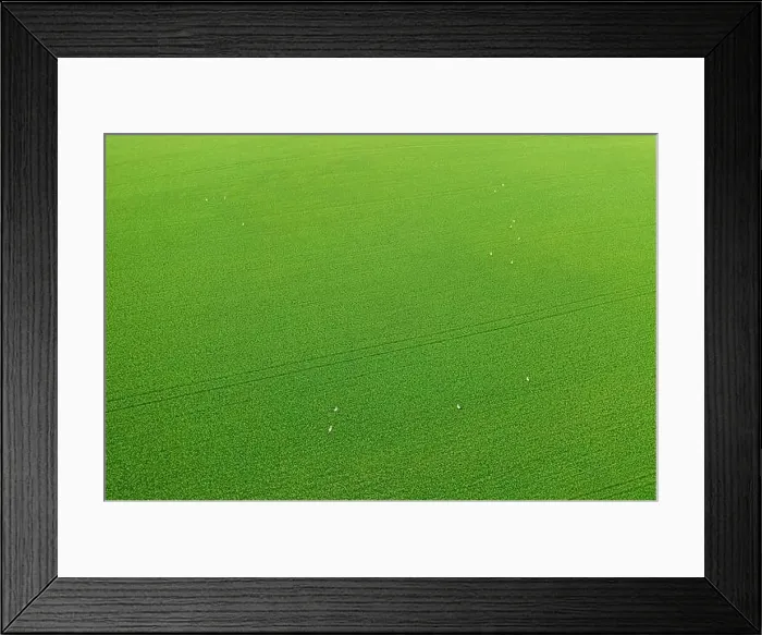 Framed Print : Herd of storks seeking for food on green field, lit by warm setting sun aerial landscape Framed Print : Herd of storks seeking for food on green field, lit by warm setting sun aerial landscape