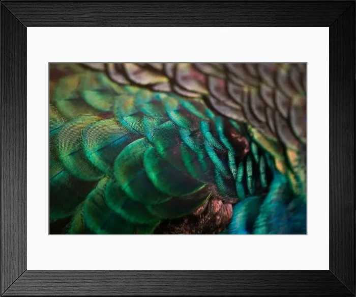 Framed Print : Close up of the peacock feathers.Macro blue feather, Feather, Bird, Animal. Macro photograph