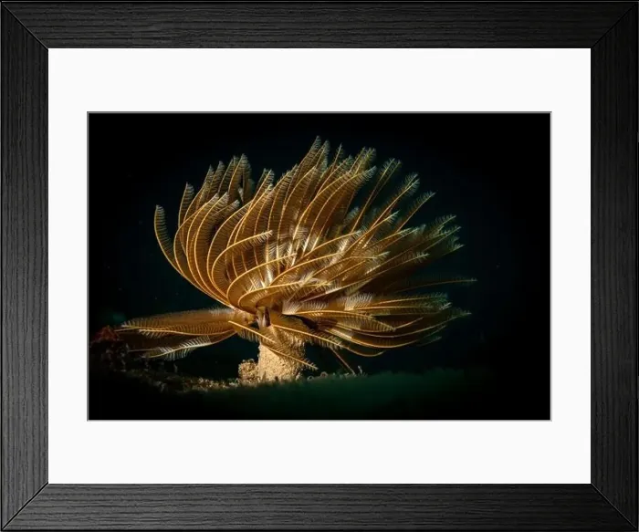 Framed Print : Feather duster worm (abellastarte spectabilis) on the reef off the island of Sint Maarten, Dutch Caribbean Framed Print : Feather duster worm (abellastarte spectabilis) on the reef off the island of Sint Maarten, Dutch Caribbean