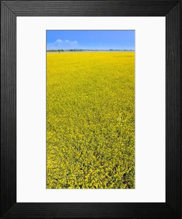 Framed Print : Aerial View of rapeseed field Framed Print : Aerial View of rapeseed field