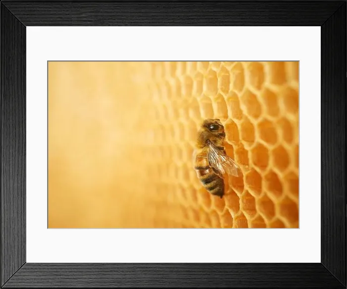 Framed Print : Macro photo of a bee on a honeycomb. National honey bee day. September honey month Framed Print : Macro photo of a bee on a honeycomb. National honey bee day. September honey month