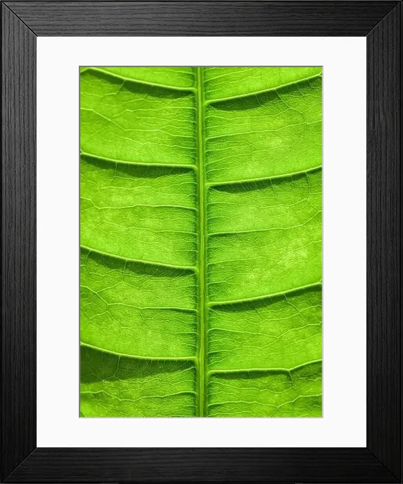 Framed Print : Close up of the veins and patterns in a bright green leaf Framed Print : Close up of the veins and patterns in a bright green leaf