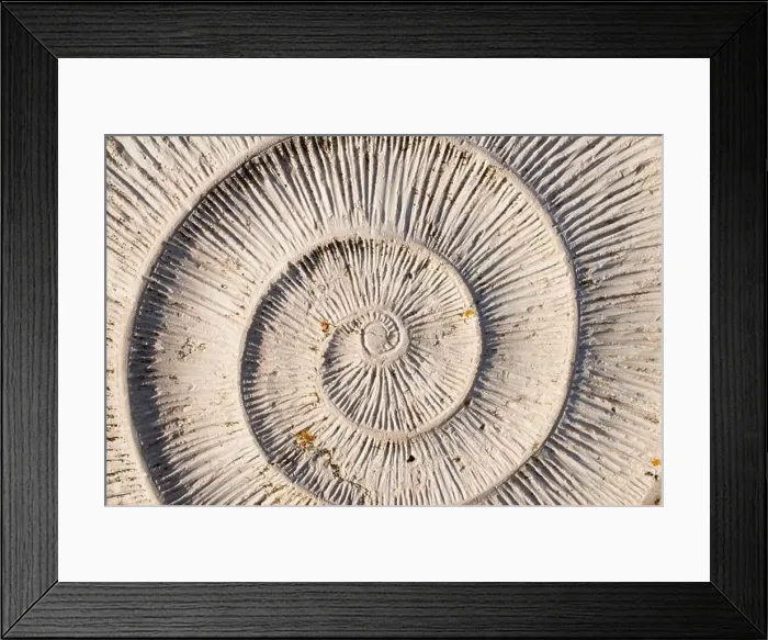 Framed Print : Patterns in nature. Spiral in shell. Background. Portugal, Europe Framed Print : Patterns in nature. Spiral in shell. Background. Portugal, Europe