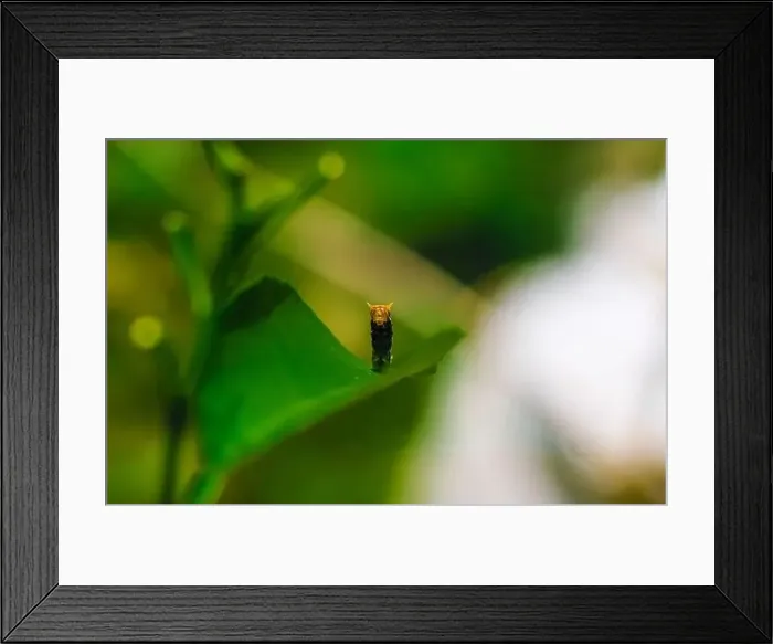 Framed Print : Rare photography, Common Mormon caterpillar hood up to look like a snake Framed Print : Rare photography, Common Mormon caterpillar hood up to look like a snake