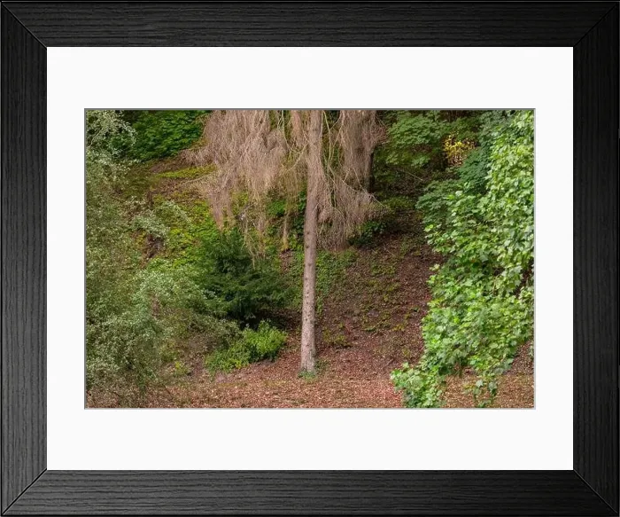 Framed Print : Single sick conifer in a mixed forest in Germany Framed Print : Single sick conifer in a mixed forest in Germany