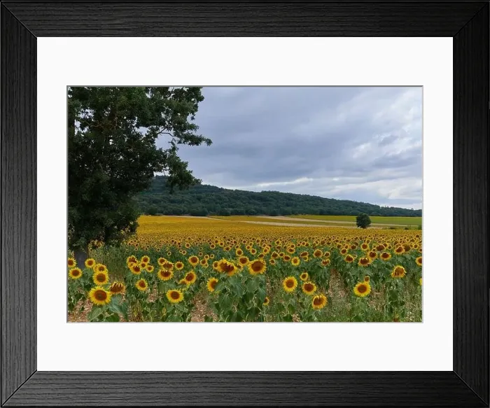 Framed Print : landscape of a sunflower farm in a mountainous passisaje of Burgos, Spain