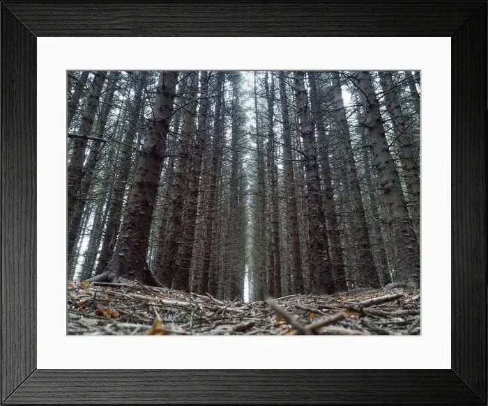 Framed Print : Low wide angle shot taken from the forest floor Framed Print : Low wide angle shot taken from the forest floor