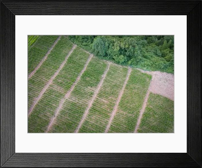 Framed Print : Aerial view of the plowed field green nature agricultural farm background Framed Print : Aerial view of the plowed field green nature agricultural farm background