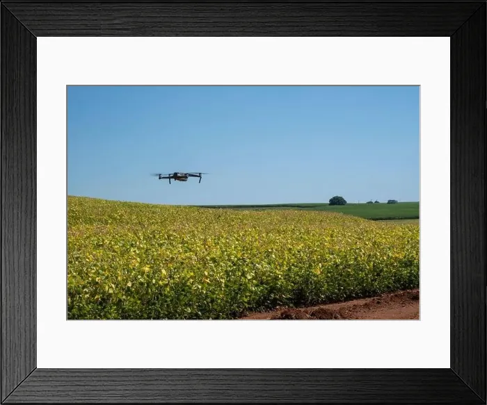 Framed Print : drone flying over soy plantation on sunny day in Brazil Framed Print : drone flying over soy plantation on sunny day in Brazil
