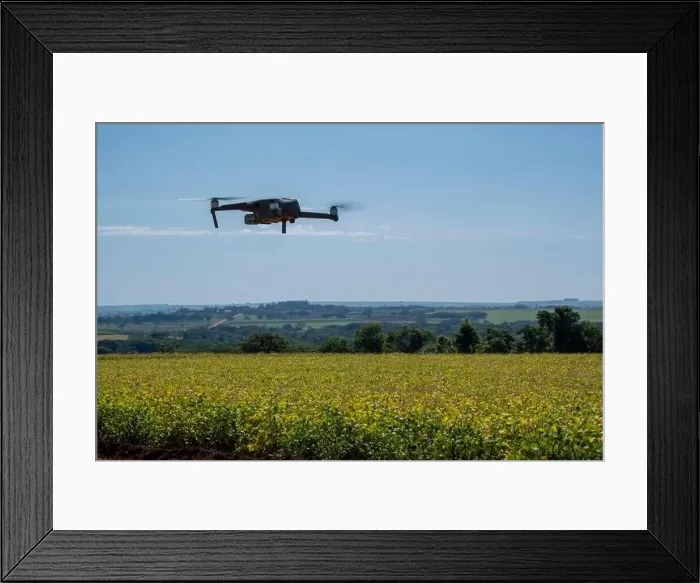 Framed Print : drone flying over soy plantation on sunny day in Brazil Framed Print : drone flying over soy plantation on sunny day in Brazil