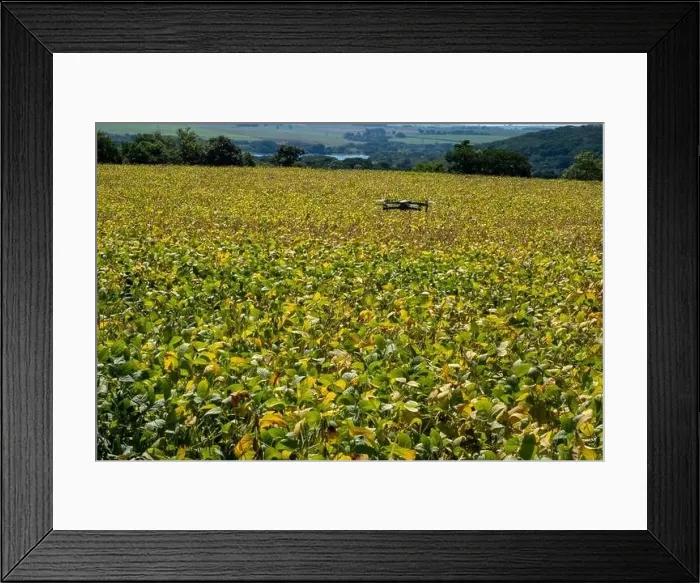 Framed Print : drone flying over soy plantation on sunny day in Brazil Framed Print : drone flying over soy plantation on sunny day in Brazil