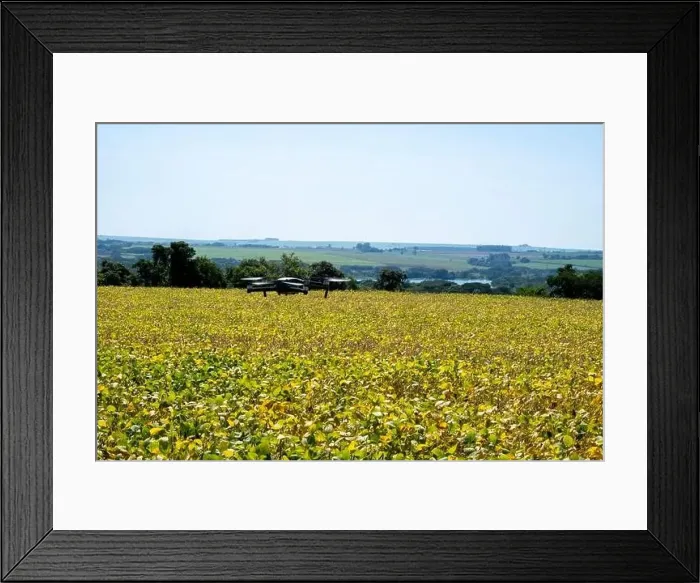 Framed Print : drone flying over soy plantation on sunny day in Brazil Framed Print : drone flying over soy plantation on sunny day in Brazil