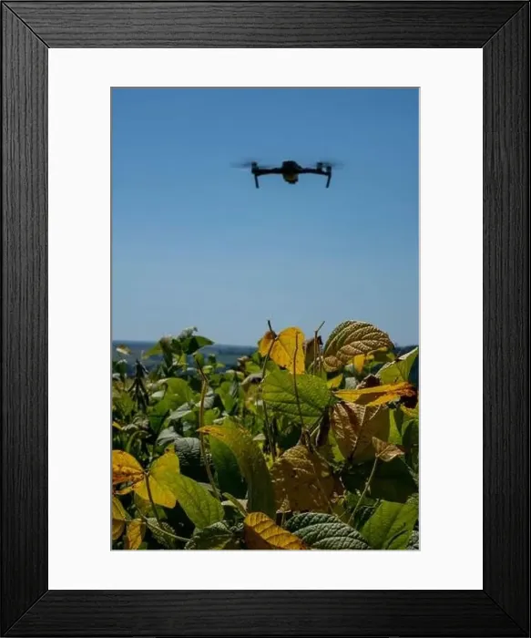 Framed Print : drone flying over soy plantation on sunny day in Brazil Framed Print : drone flying over soy plantation on sunny day in Brazil