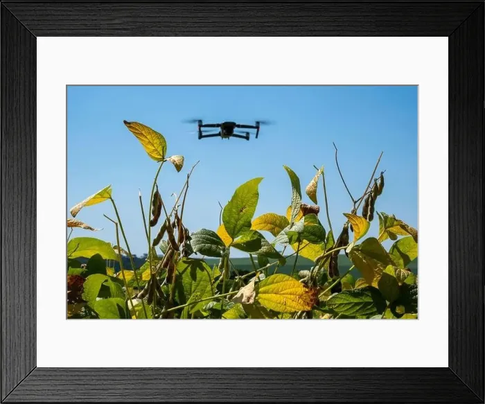 Framed Print : drone flying over soy plantation on sunny day in Brazil Framed Print : drone flying over soy plantation on sunny day in Brazil