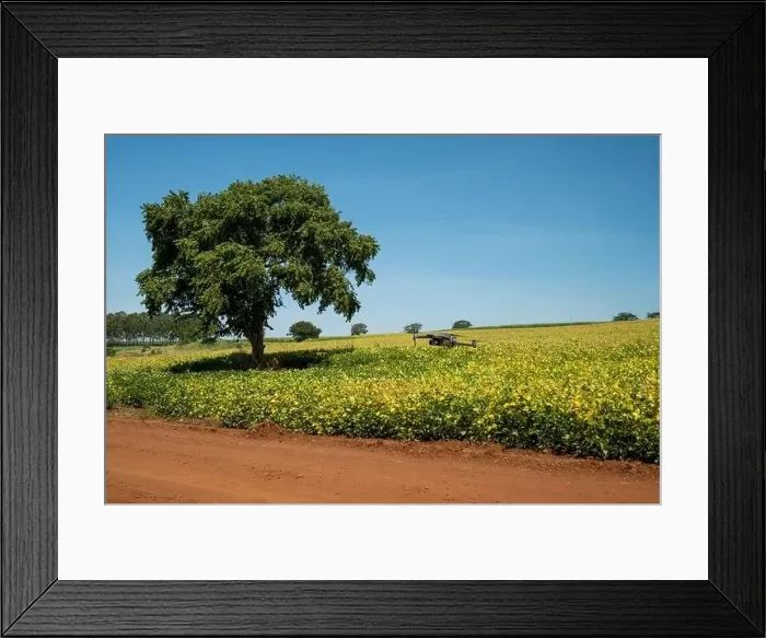 Framed Print : drone flying over soy plantation on sunny day in Brazil Framed Print : drone flying over soy plantation on sunny day in Brazil
