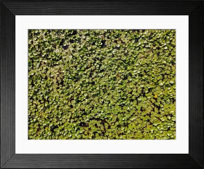 Framed Print : Aerial view of a lily pond in Loire Valley, France Framed Print : Aerial view of a lily pond in Loire Valley, France