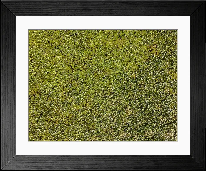 Framed Print : Aerial view of a lily pond in Loire Valley, France Framed Print : Aerial view of a lily pond in Loire Valley, France