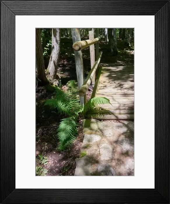Framed Print : An eye-catching fern that has grown at the foot of a wooden bridge Framed Print : An eye-catching fern that has grown at the foot of a wooden bridge
