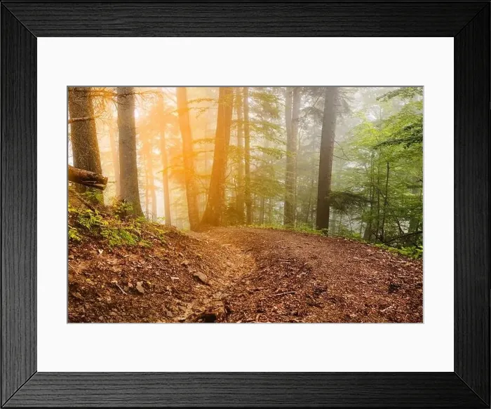 Framed Print : Beautiful road through a golden forest with fog and warm light. Old tree Framed Print : Beautiful road through a golden forest with fog and warm light. Old tree