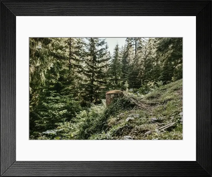 Framed Print : Stump of tree after cutting forest. Stump from cut coniferous tree in forest Framed Print : Stump of tree after cutting forest. Stump from cut coniferous tree in forest