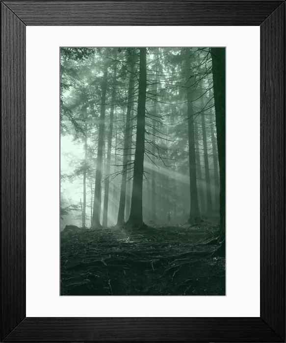Framed Print : Bright rays of the sun through the fir trees Framed Print : Bright rays of the sun through the fir trees