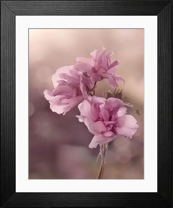 Framed Print : Pink flowers, Hibiscus syriacus on a pastel blurry background Framed Print : Pink flowers, Hibiscus syriacus on a pastel blurry background