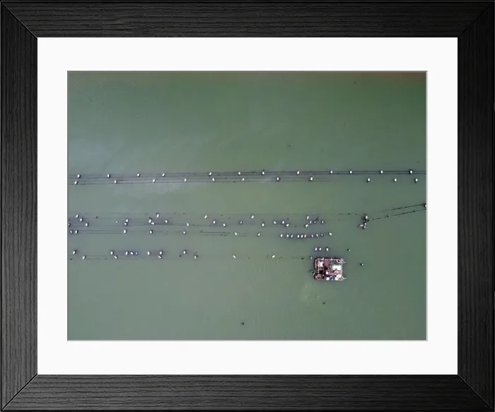Framed Print : oyster mussel farm fal river cornwall uk Framed Print : oyster mussel farm fal river cornwall uk