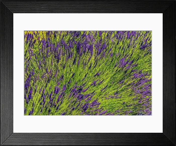Framed Print : Purple Blue English Lavender Blossoms Blooming Green Leaves Abstract Patterns Background Farm Washington State Framed Print : Purple Blue English Lavender Blossoms Blooming Green Leaves Abstract Patterns Background Farm Washington State