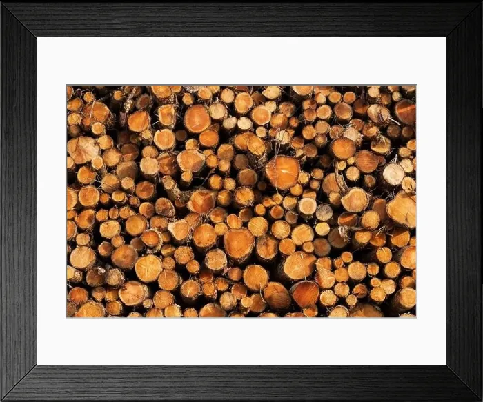 Framed Print : Logged forestry pile, lots of rings and patterns Framed Print : Logged forestry pile, lots of rings and patterns