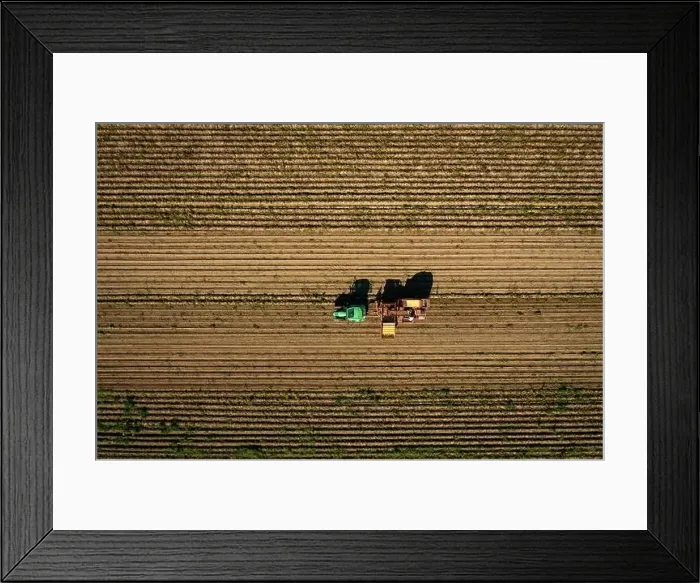 Framed Print : Harvest of potatoes at a field, captured by a drone from above with countryside worker collecting potatoes on a tractor Framed Print : Harvest of potatoes at a field, captured by a drone from above with countryside worker collecting potatoes on a tractor