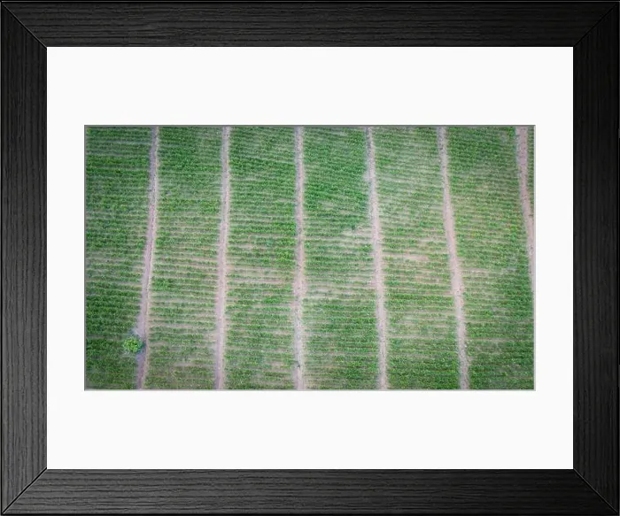 Framed Print : Aerial view of the plowed field green nature agricultural farm background Framed Print : Aerial view of the plowed field green nature agricultural farm background