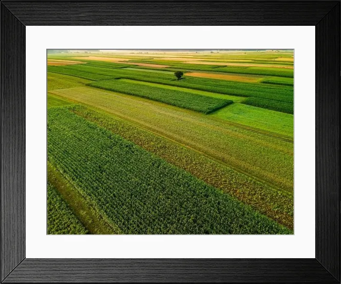 Framed Print : Lonely Tree in Agriculture Crop Fields Drone View Framed Print : Lonely Tree in Agriculture Crop Fields Drone View