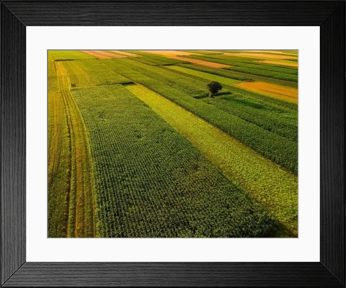 Framed Print : One Tree Stand Out of Crop Fields in Picturesque Countryside Landscape Framed Print : One Tree Stand Out of Crop Fields in Picturesque Countryside Landscape