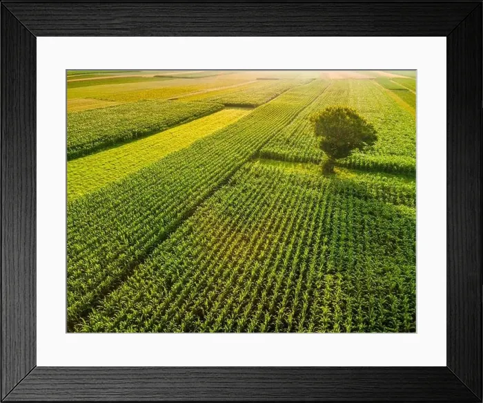Framed Print : Lonely Tree in Agriculture Crop Fields Drone View Framed Print : Lonely Tree in Agriculture Crop Fields Drone View