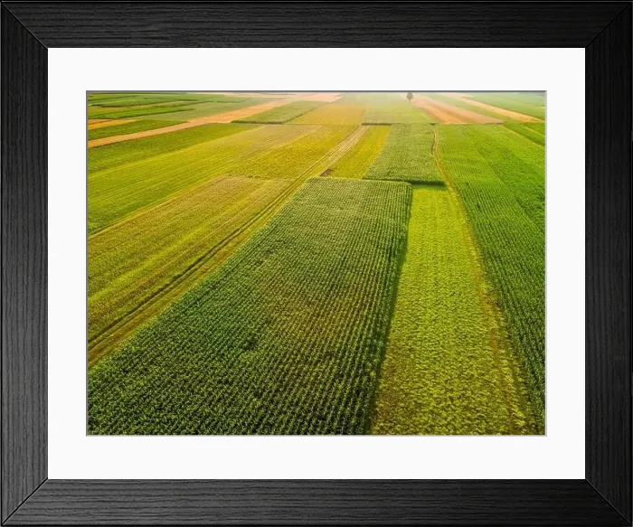 Framed Print : Colorful Plants in Agriculture Fields Drone View Framed Print : Colorful Plants in Agriculture Fields Drone View